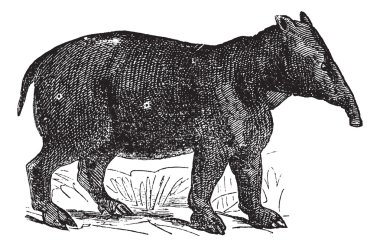 palaeotherium, antika gravür