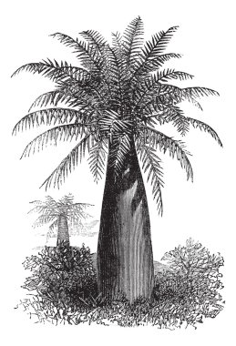 Chilean Wine Palm or Jubaea chilensis, vintage engraving clipart