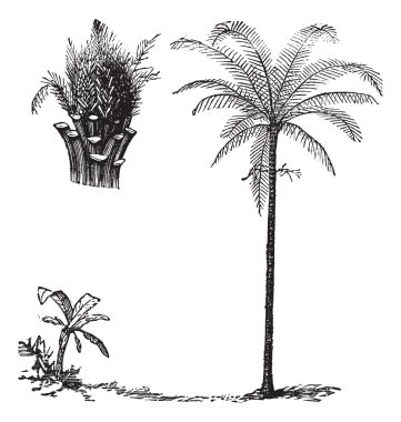 Royal Palm or Roystonea regia, vintage engraving clipart