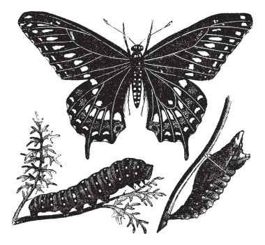 Black Swallowtail Butterfly or Papilio polyxenes, vintage engrav clipart