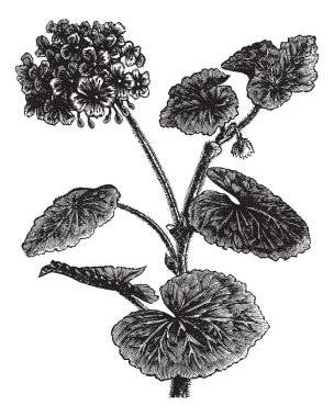 Geranium or Storksbill or Pelargonium sp., vintage engraving clipart