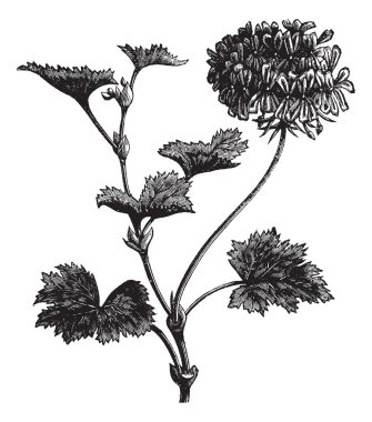 Geranium or Storksbill or Pelargonium zonale, vintage engraving clipart