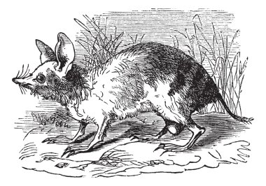 Eastern Barred Bandicoot or Perameles gunni vintage engraving clipart