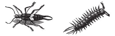 European Earwig or Forficula auricularia, and Brown Centipede or clipart