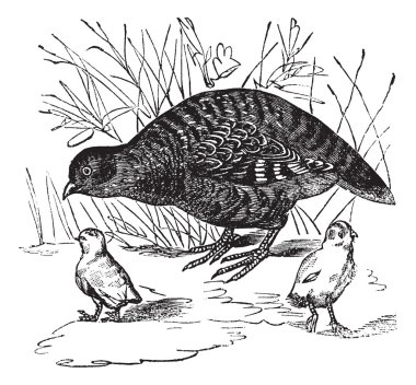 Grey Partridge or Perdix perdix, vintage engraving clipart