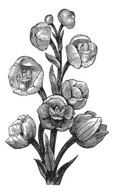 Peristeria elata, vintage engraving clipart