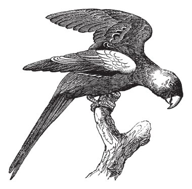 Carolina muhabbet kuşu veya conuropsis carolinensis, antika gravür