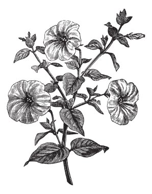 Petunia or Petunia sp., vintage engraving clipart
