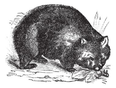 Common wombat or Vombatus ursinus vintage engraving clipart