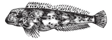 lipophrys pholis, antika gravür.