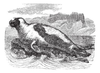 Harp seals (Phoca groenlandica) or Saddleback seal, vintage engr clipart