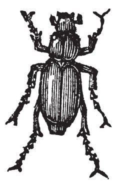 phyllophaga, antika gravür.