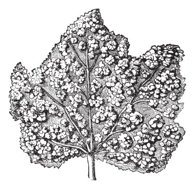 Phylloxera. - Surface of a leaf covered with galls, vintage engr clipart