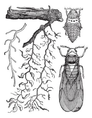 Various parts of insects, vintage engraving. clipart