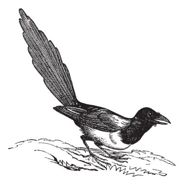 Black-billed Magpie (Pica hudsonia), vintage engraving. clipart