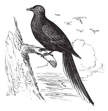 Passenger Pigeon or Wild Pigeon (Ectopistes migratorius), vintag clipart