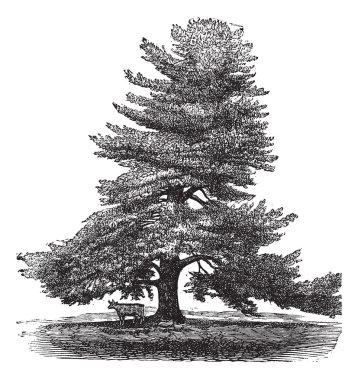 Eastern White Pine or Pinus Strobus, vintage engraving. clipart