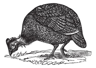 Common guinea fowl (Numida meleagris), vintage engraving. clipart