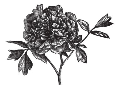 ağaç Şakayık (paeonia moutan), antika gravür.