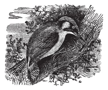 specht of piculets of Draaihalzen, vintage gravure.