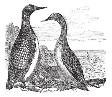 Great Northern Loon or Great Northern Diver or Common Loon or Ga clipart