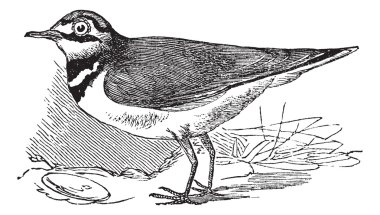 Ringed Plover or Charadrius hiaticula, vintage engraving clipart