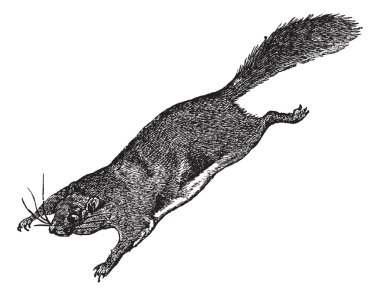Flying Squirrel or Pteromyini or Petauristini, vintage engraving clipart