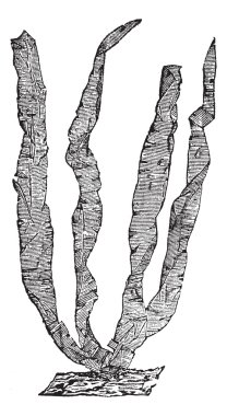 yosun veya porphyra sp., antika gravür