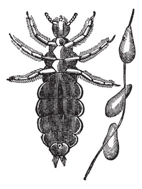 Head lice or Pediculus humanus capitis vintage engraving clipart