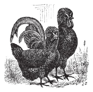 Male and female of Crevecoeur (chicken) vintage engraving clipart