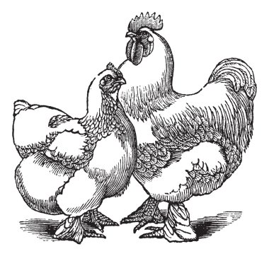 Hen and rooster of Cochin or Cochin China (chicken) vintage engr clipart