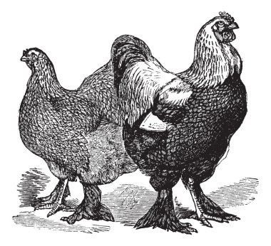 Male and female of Brahmas (chicken) vintage engraving clipart