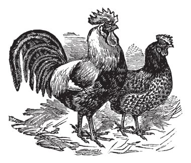 Male and female of Dorking (chicken) vintage engraving clipart