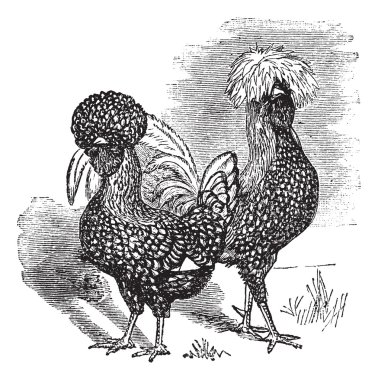 Male and female of Polish (chicken) vintage engraving clipart