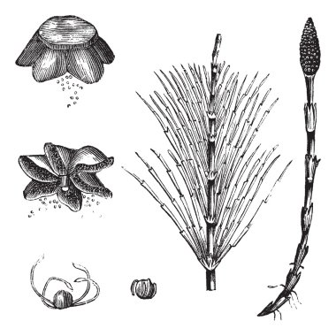 Field Horsetail or Equisetum arvense vintage engraving clipart