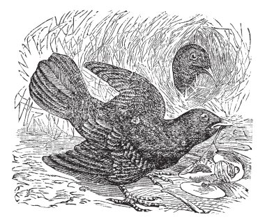 saten bowerbird veya ptilonorhynchus violaceus antika gravür