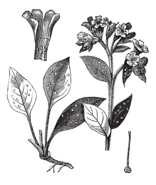 Akciğer officinale (ciğer otu), antika gravür.