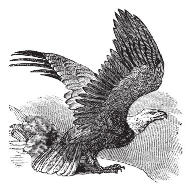 Bald Eagle (Haliaeetus leucocephalus), vintage engraving. clipart