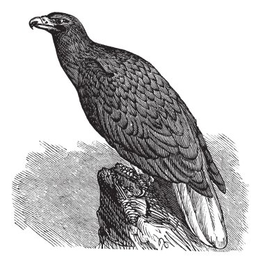 Eagle of Europe (Haliaeetus albicilla) or White-tailed Eagle, vi clipart