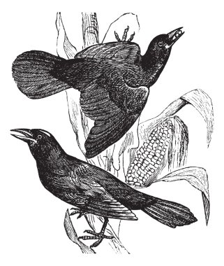 Mor grackle. (quiscalus versicolor). -1. erkek. 2. erkek, vi