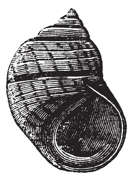 タマキビ ヌカエビまたは littorina rudis ビンテージ彫刻 — ストックベクタ