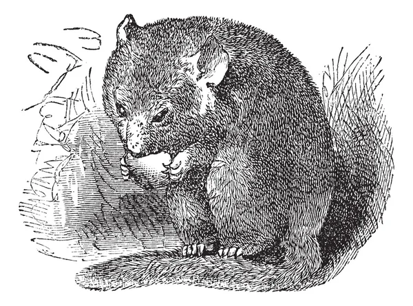 榛睡鼠或 muscardinus avellanarius 复古雕刻 — 图库矢量图片