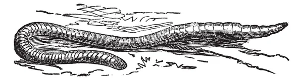 Lumbricus terrestris veya ortak solucan antika gravür — Stok Vektör