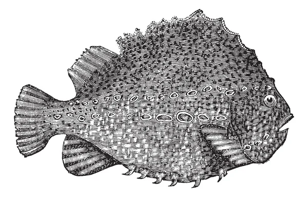 Lumpsucker 또는 Cyclopterus lumpus 빈티지 조각 — 스톡 벡터
