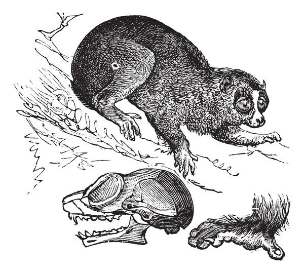 Gravure vintage Bengale loris lent ou Nycticebus bengalensis — Image vectorielle