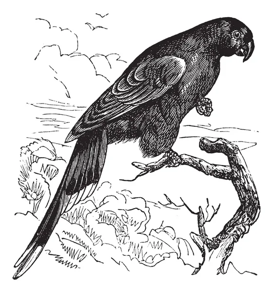 巴布亚澳洲鹦鹉或 charmosyna papou 复古雕刻 — 图库矢量图片