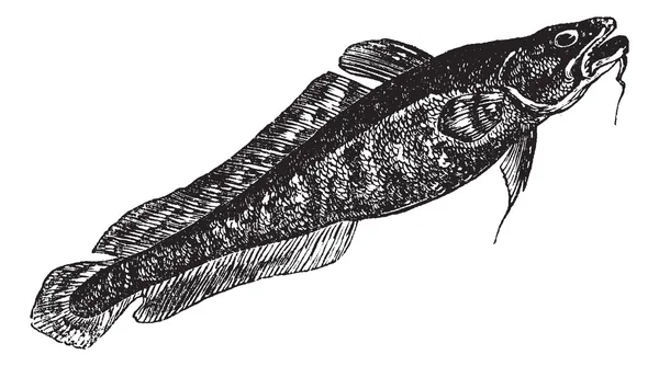 Morina cinsinden bir balık veya lota lota antika gravür — Stok Vektör