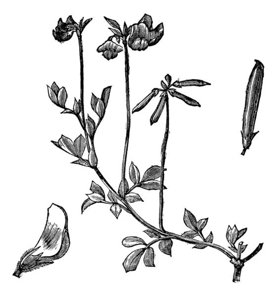 Pied d'oiseau Trefoil ou Lotus corniculatus gravure vintage — Image vectorielle