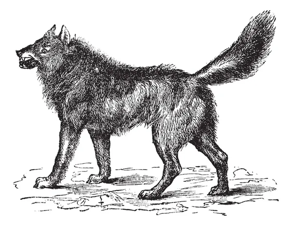 Eurasian Wolf or Canis lupus vintage gravura —  Vetores de Stock