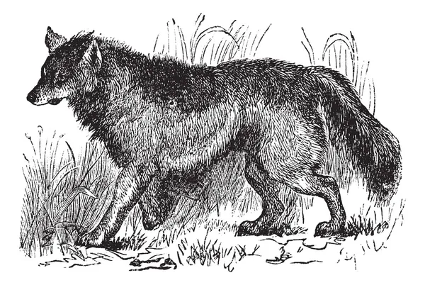 Kojot lub canis latrans rocznika Grawerowanie — Wektor stockowy